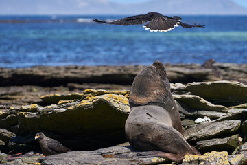 Striated Caracara (Phalcoboenus australis) close to a group of Southern Sea Lion (Otaria flavescens) on the coast of carcass Island in the Falkland Islands.