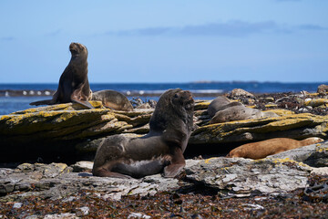 Group of Southern Sea Lion (Otaria flavescens) on the coast of carcass Island in the Falkland...