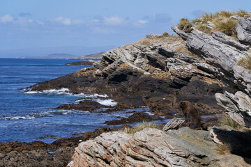 Fototapeta na wymiar Male Southern Sea Lion (Otaria flavescens) on the coast of carcass Island in the Falkland Islands.