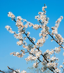 Blossoms of a Prunus Tree are Isolated Against the Blue Sky