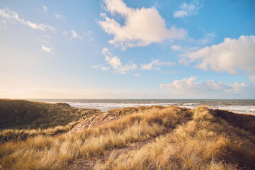 Grass Dunes in Denmark. High quality photo - obrazy, fototapety, plakaty