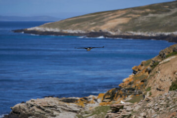 Breeding colony of Imperial Shag (Phalacrocorax atriceps albiventer) on the coast of Carcass Island...