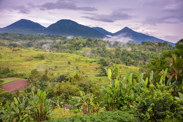 Fototapeta na wymiar Green rice terraces in Bali, Indonasia. Beautiful natural landscape