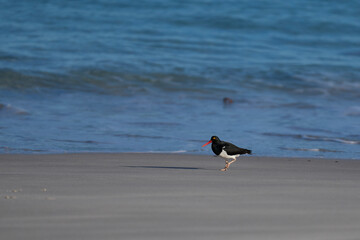 Magellanic Oystercatcher (Haematopus leucopodus) on the coast of Carcass Island in the Falkland...