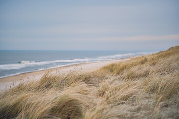 Dunes at the Danish coast in winter. High quality photo - 556997614