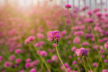 Fototapeta premium closeup gomphrena globosa amaranthus flowers