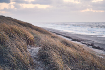 Dunes at danish coastline in winter. High quality photo - obrazy, fototapety, plakaty