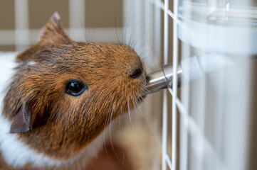 Selective focus on a guinea pig drinking out of a water bottle mounted on the side of a wire cage.