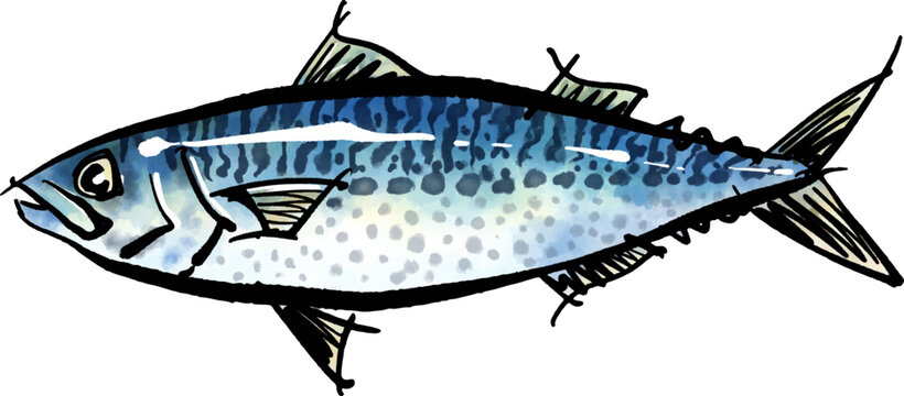 さばの塩焼き の画像 1 844 件の Stock 写真 ベクターおよびビデオ Adobe Stock