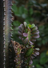 Euphorbia trigona plant. Euphorbia trigona flower. Nature bcakground