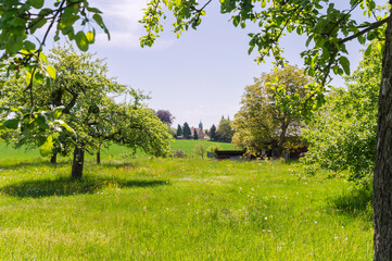 beautiful green meadow with old apple trees in spring with village and church in background