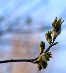 Young spring leaves