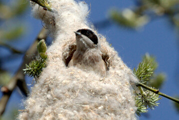 penduline tit bird