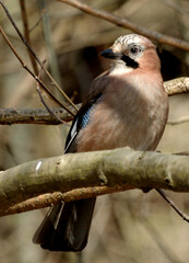 Jay on the branch