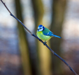 Titmouse in breeding attire on branch in the spring forest.