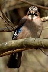 Jay on the branch
