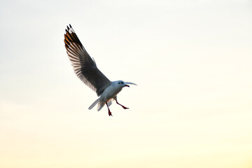 crow in flight