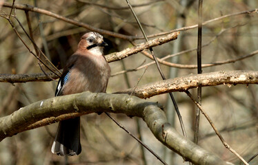 Jay on the branch