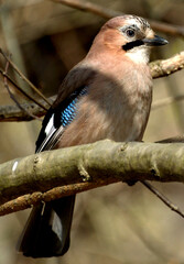 Jay on the branch