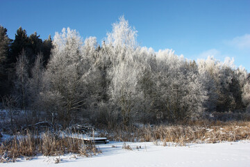 Frosty sunny winter day. A view from the frozen lake on the coast. The wooden fishing flooring is visible among coastal dry plants. All trees in hoarfrost.