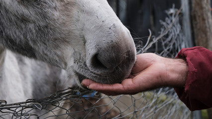Vista del hocico de un burro gris y blanco comiendo de la mano de un hombre a través de una valla visto de cerca. Amor animal - obrazy, fototapety, plakaty
