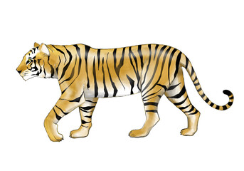 Illustration of walking tiger isolated on white 