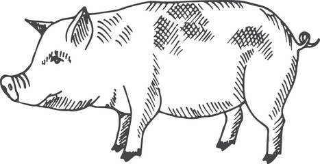 Pig sketch. Farm animal drawing. Domestic swine