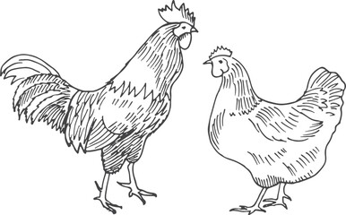 Fototapeta na wymiar Chicken sketch. Hen and rooster drawing. Farm poultry