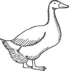 Goose sketch. Poultry hand drawn bird icon