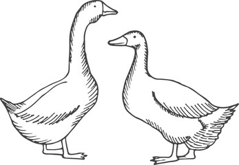 Geese sketch. Domestic birds. Farm poultry drawing
