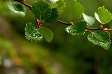 Wet leaves of birch