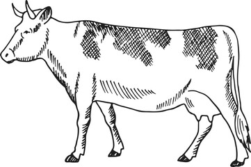 Cow sketch. Cattle engraving. Farm domestic animal
