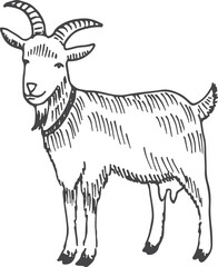 Goat sketch. Hand drawn farm mammal animal