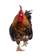 Studio front view shot of beautiful and well looked after male chicken / cock, standing on one leg...