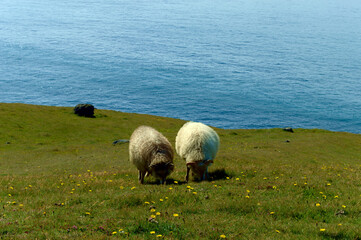 sheep on the hill