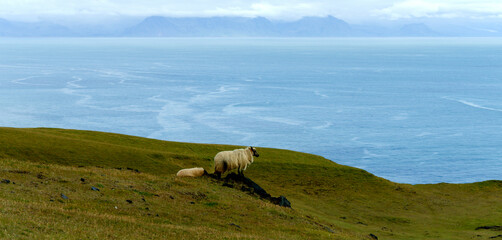 Sheep on the meadown