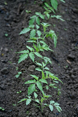 closeup the bunch ripe green tomato plant with brown soil soft focus natural grey brown background.