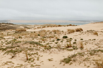 Dunes de sable au bord de l'océan