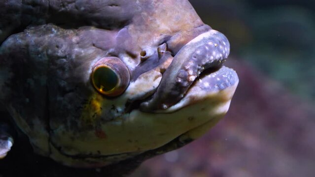 Close up of elephant ear fish resting underwater