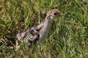  wild turkey (Meleagris gallopavo) Myakka River State Park Florida USA