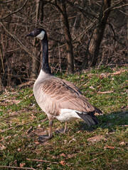 Single Canada goose in nature as a closeup