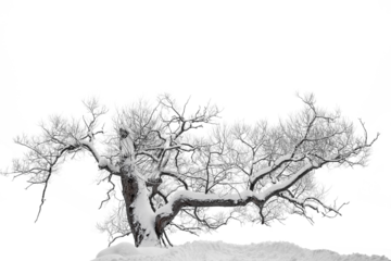 Bare old willowtree in snow