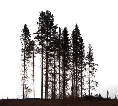 Grove of conifer trees