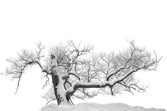 Bare old willowtree in snow