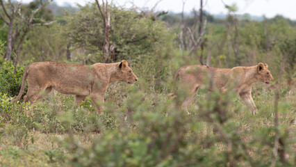 Naklejka na ściany i meble Panthera leo leo - Lion - Lion d'Afrique
