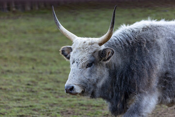 Close-up portrait of  Hungarian Grey Steppe on a green blurred background. (Bos grunniens)