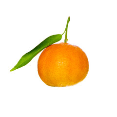 ripe tangerine with a leaf and a branch on a white background and no background