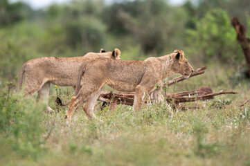 Panthera leo leo - Lion - Lion d'Afrique
