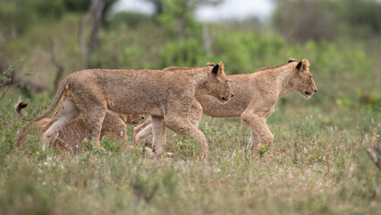 Panthera leo leo - Lion - Lion d'Afrique