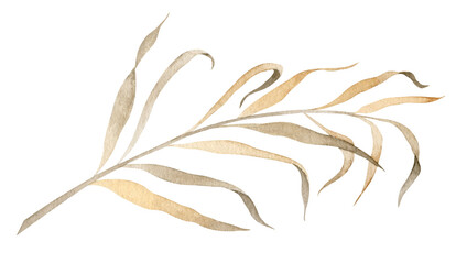 Dry Palm Leaf. Watercolor hand drawn botanical illustration with dried exotic tropical plant on isolated background. drawing in boho style for wedding invitations or greeting cards in brown colors